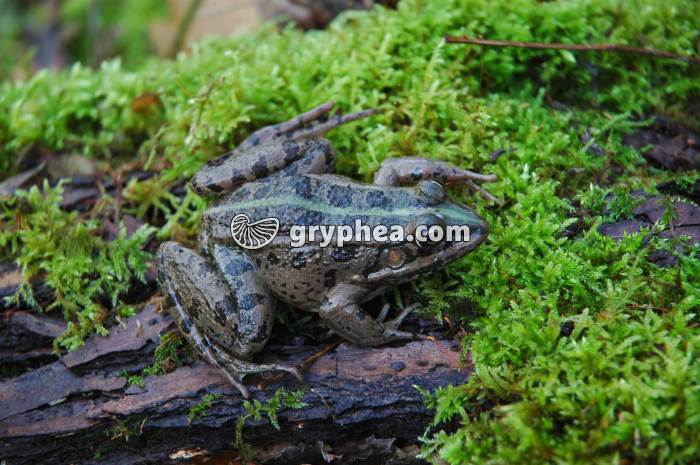 Grenouille - gryphea.com